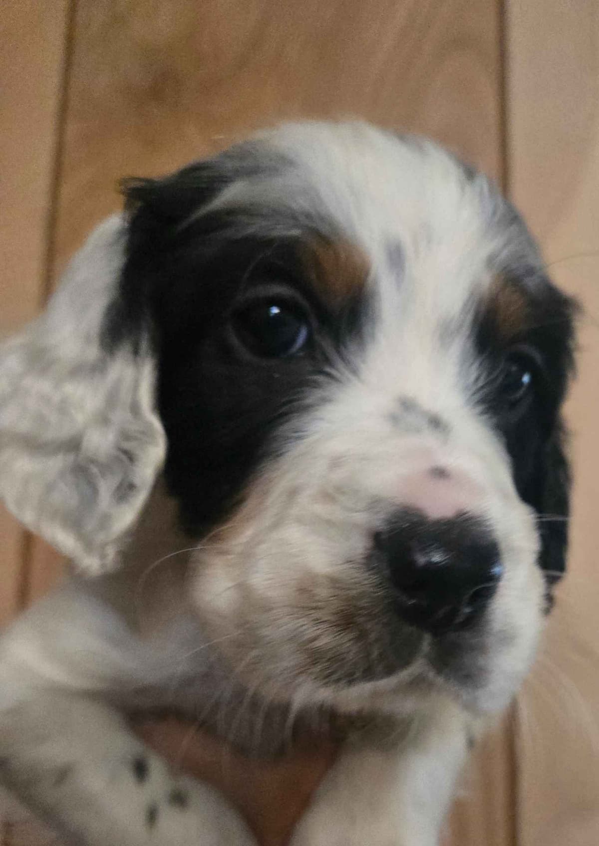 English Setter Puppies breeder image 16
