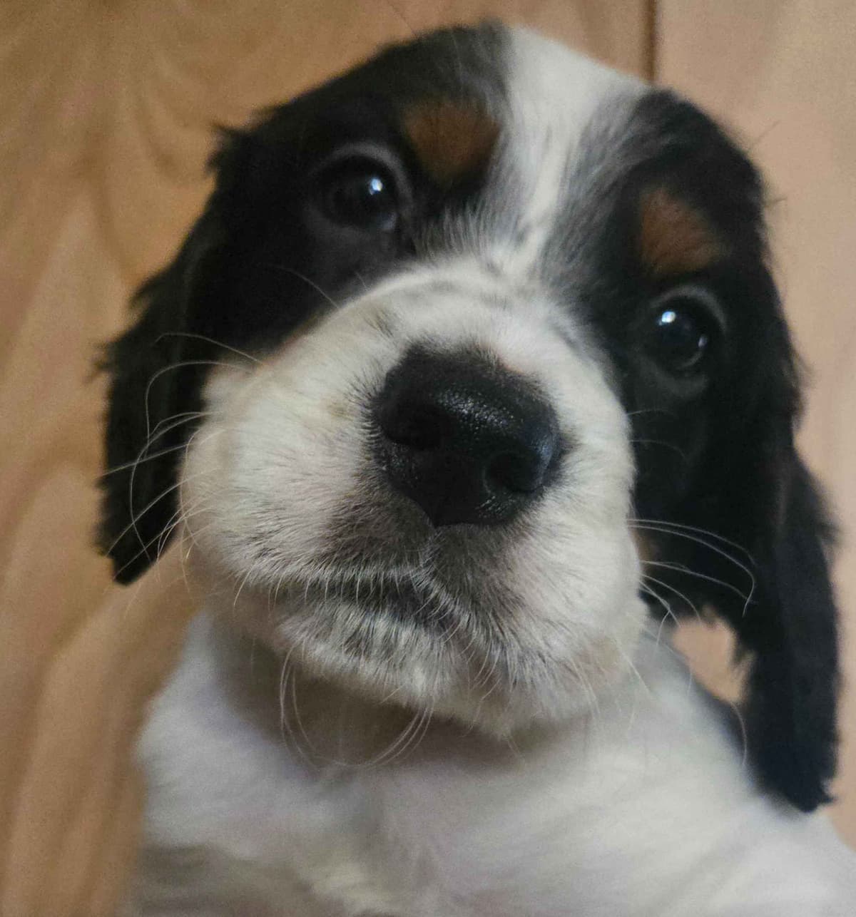 English Setter Puppies breeder image 17