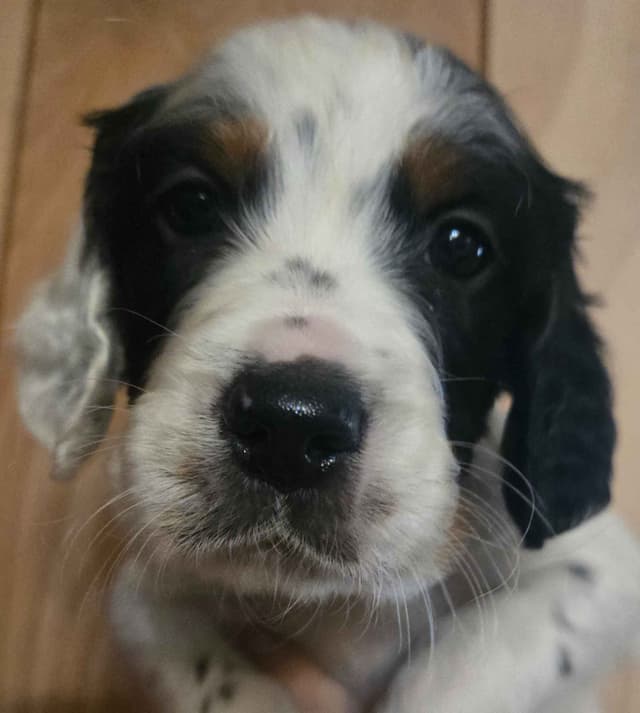 English Setter Puppies media 5