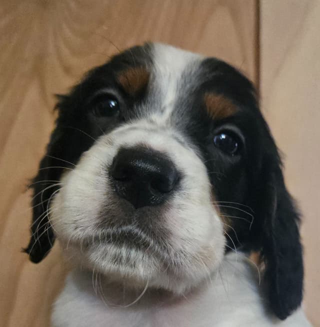 English Setter Puppies media 6