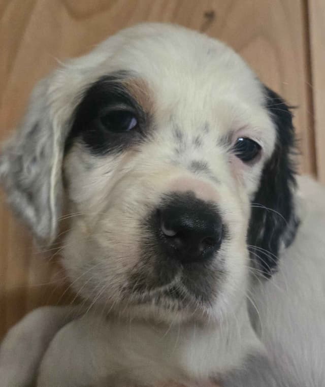 English Setter Puppies media 7