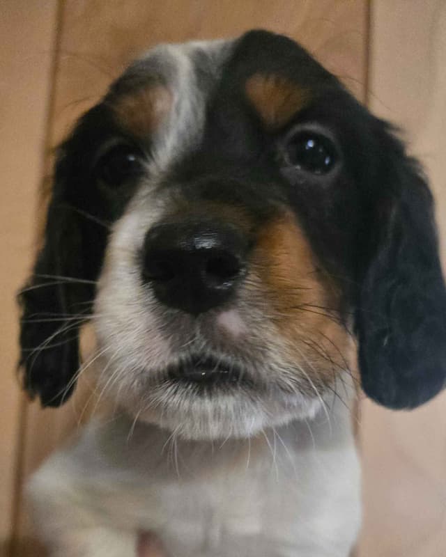 English Setter Puppies media 8