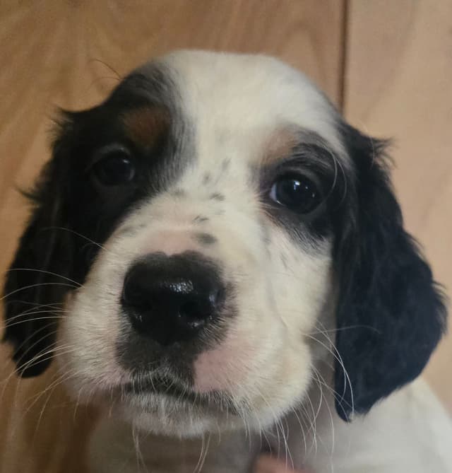 English Setter Puppies media 9