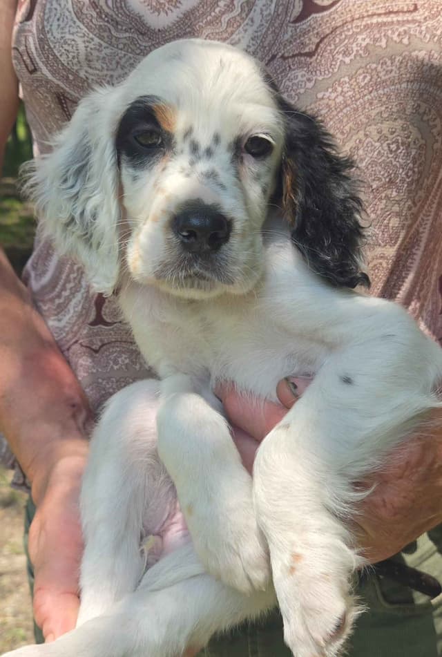 English Setter Puppies media 11