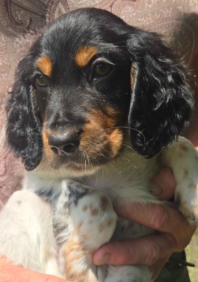 English Setter Puppies media 14
