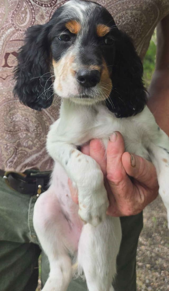 English Setter Puppies media 15
