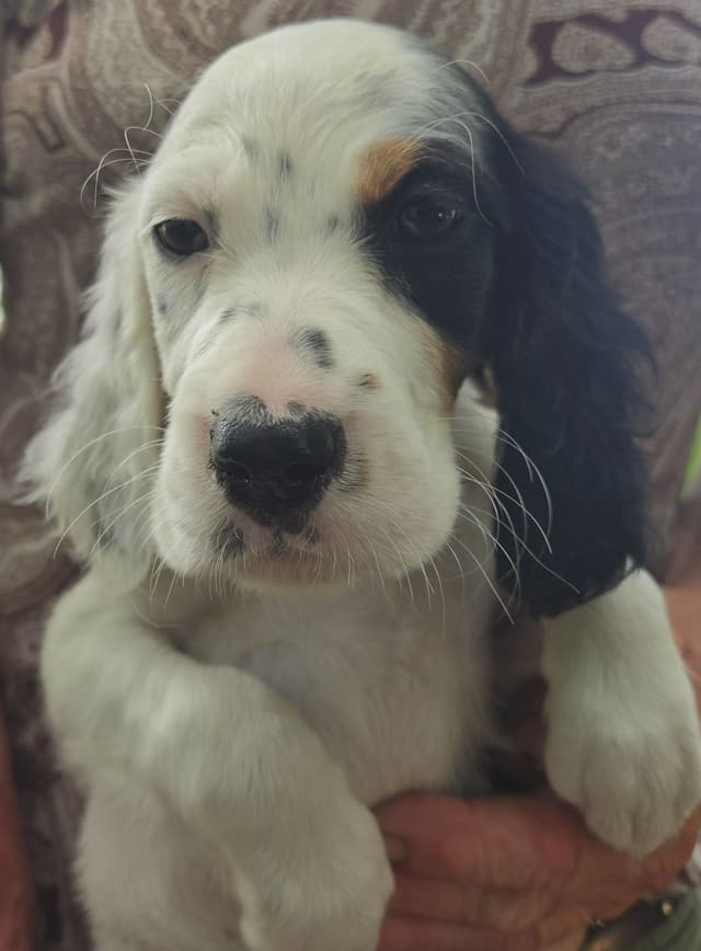English Setter Puppies media 16