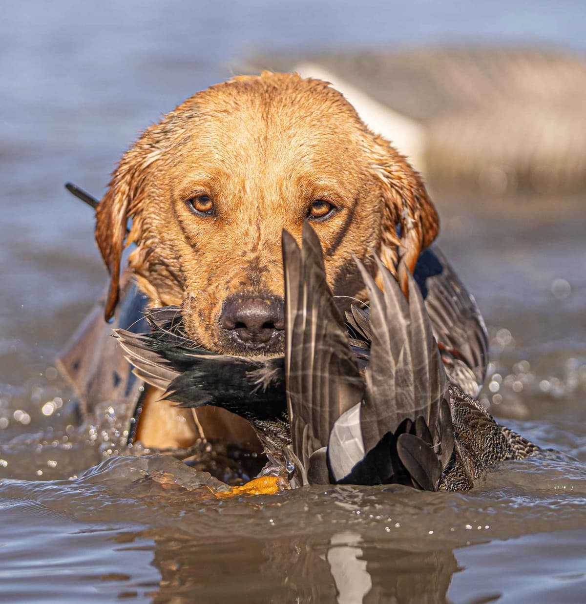 Labrador Retriever Puppies breeder image 2