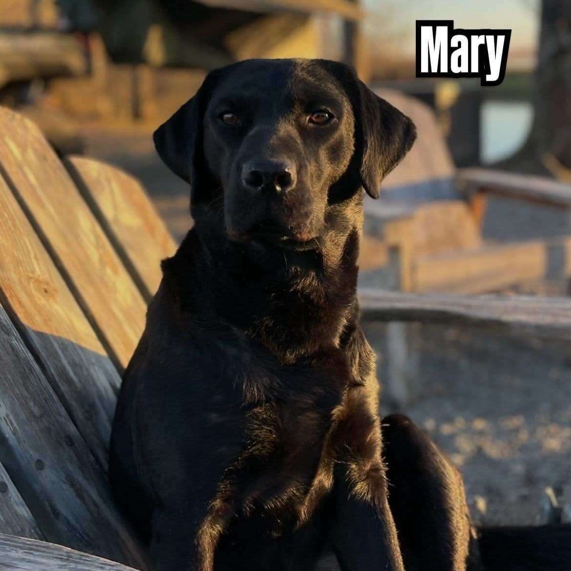 Labrador Retriever Puppies breeder image 4