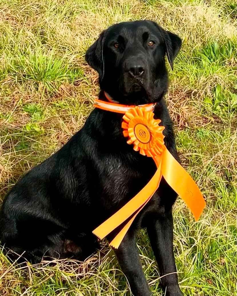 Labrador Retriever Puppies breeder image 5