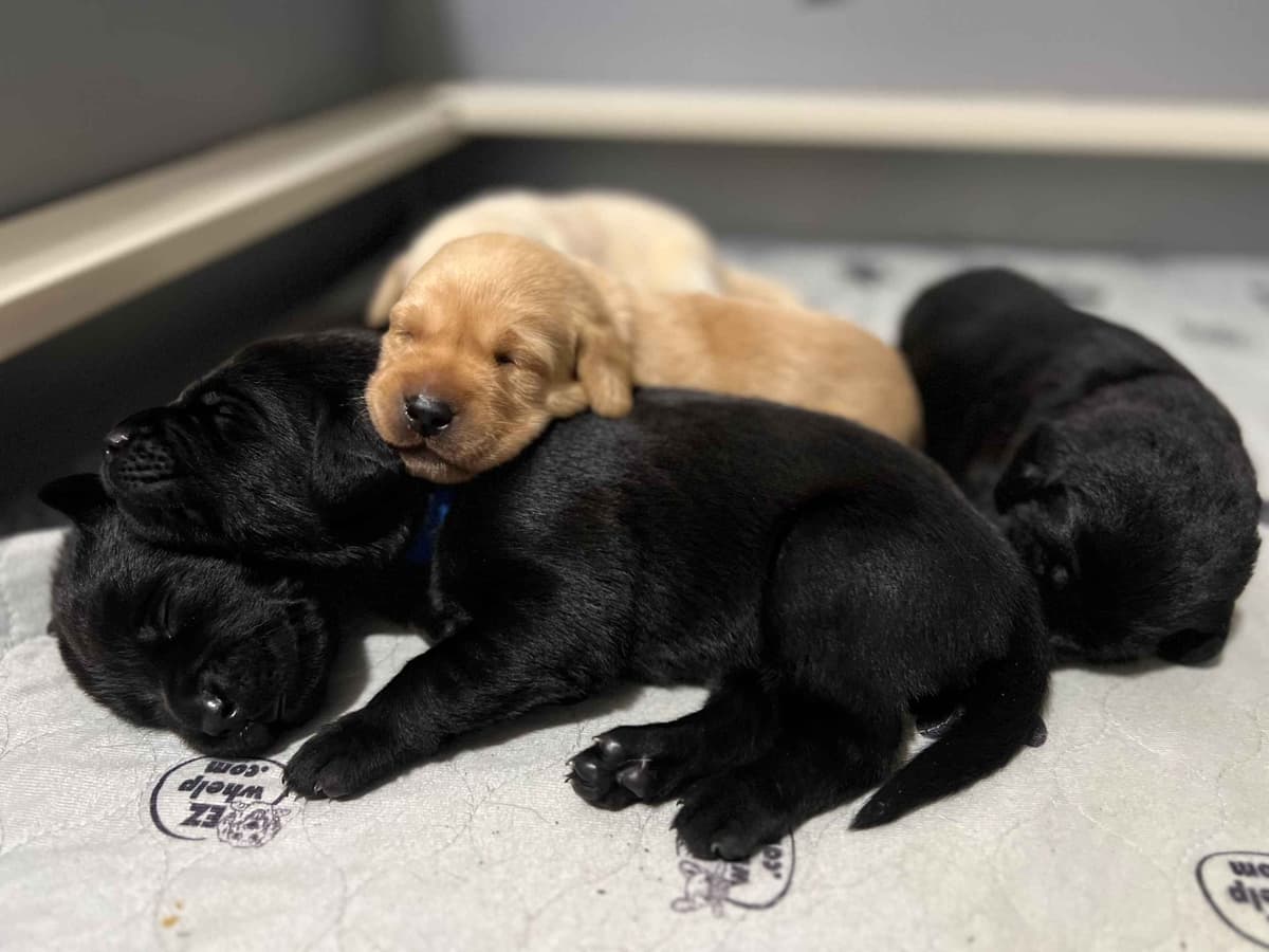 Labrador Retriever Puppies breeder image 8
