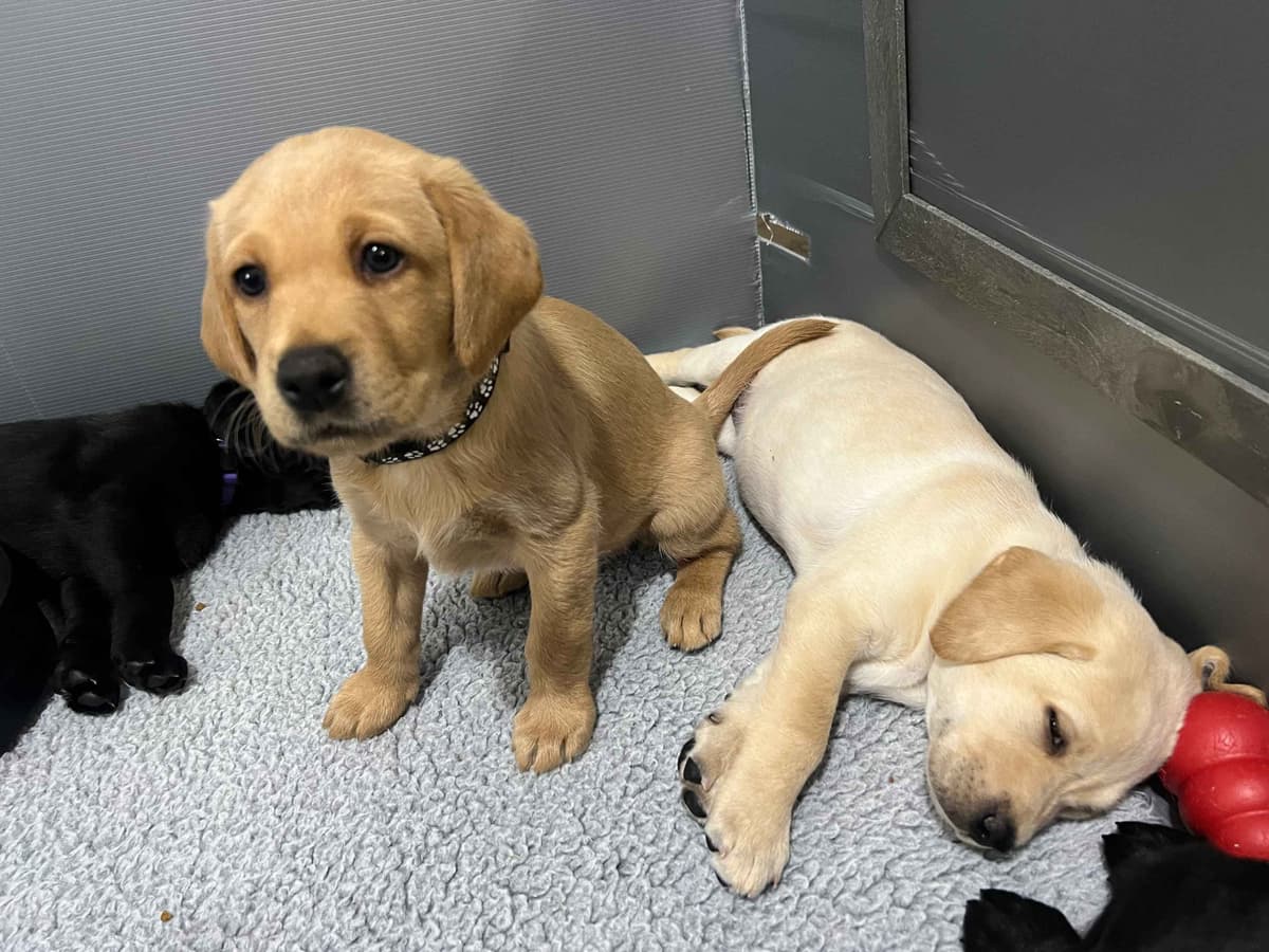 Labrador Retriever Puppies breeder image 11