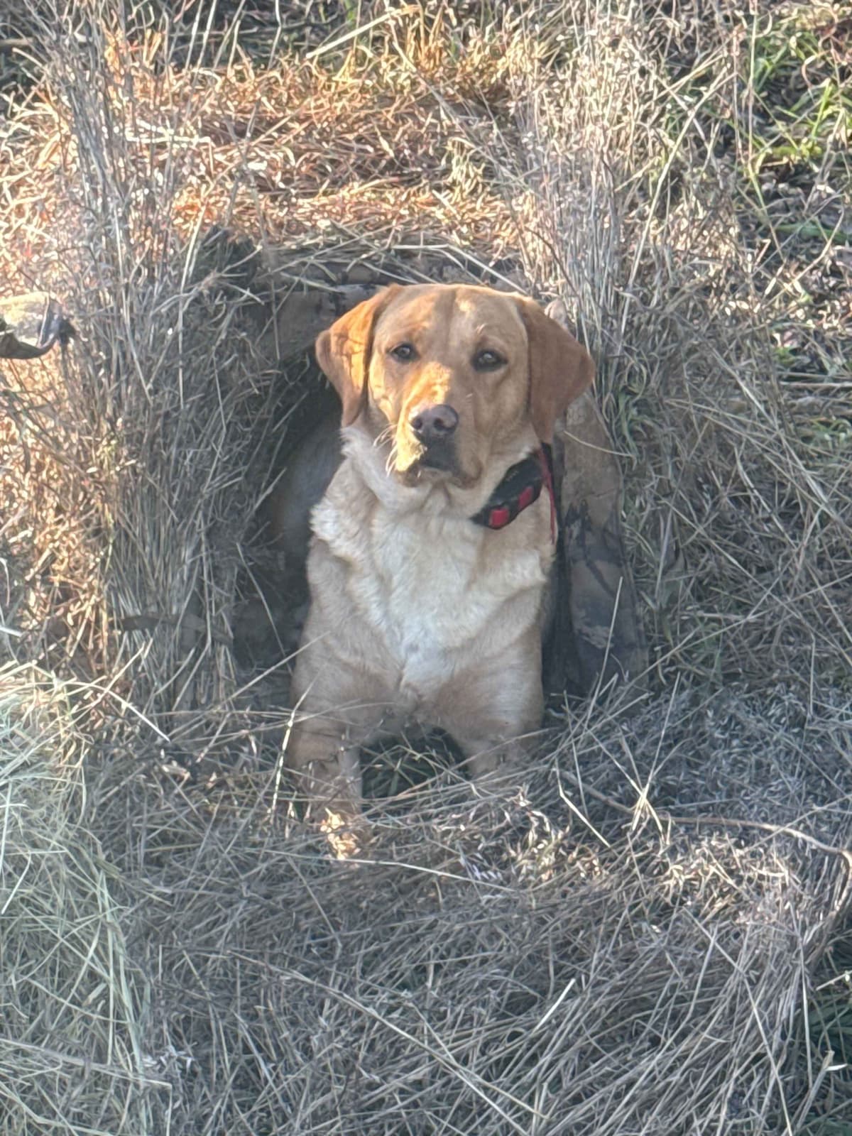 Labrador Retriever Puppies breeder image 13
