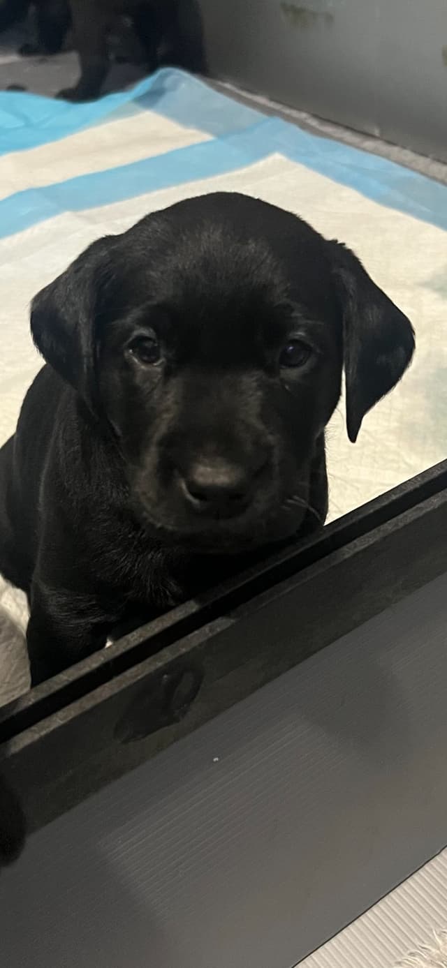 Labrador Retriever Puppies media 2