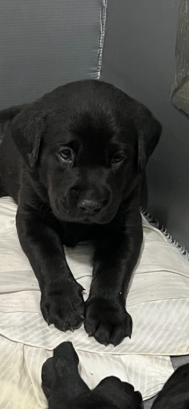 Labrador Retriever Puppies media 3