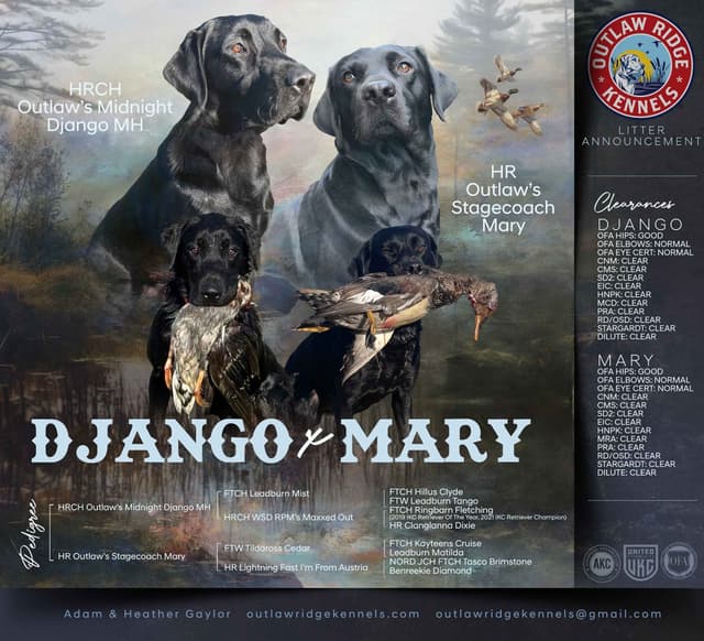 Labrador Retriever Puppies media 4