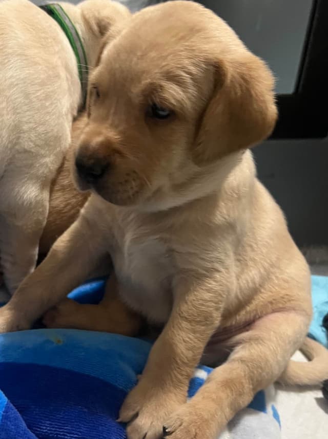 Labrador Retriever Puppies media 2