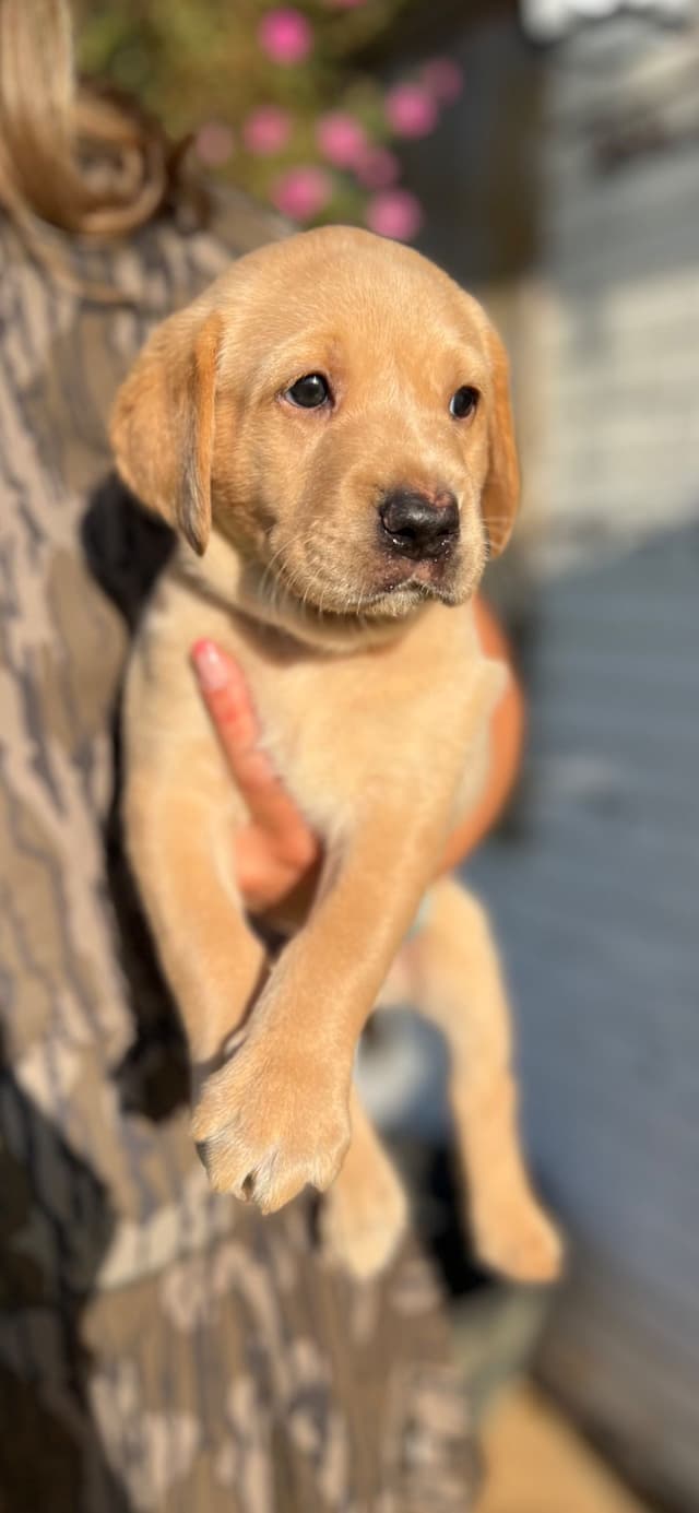 Labrador Retriever Puppies media 4