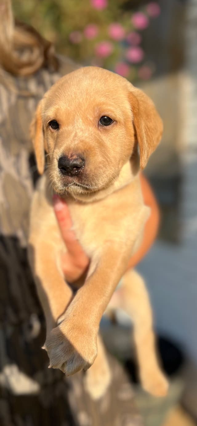 Labrador Retriever Puppies media 6