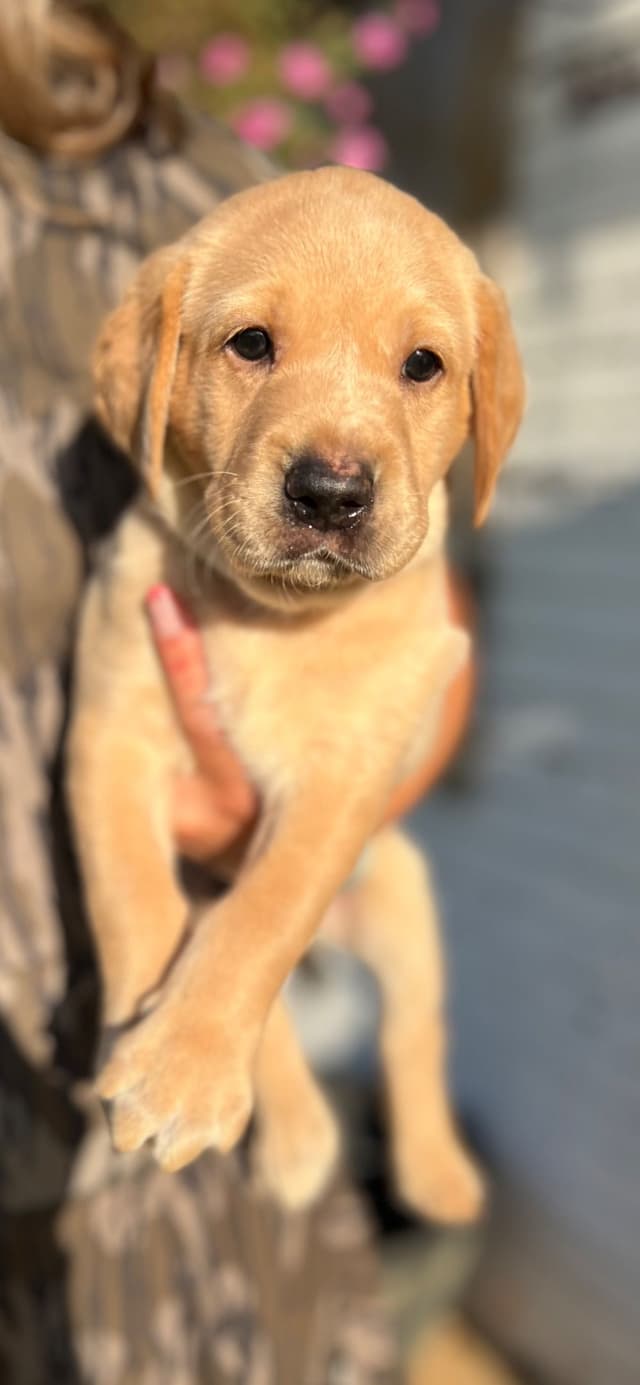 Labrador Retriever Puppies media 5