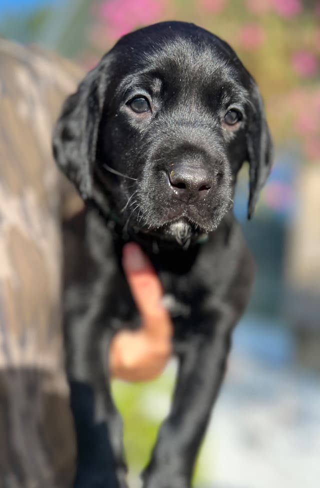 Labrador Retriever Puppies media 7