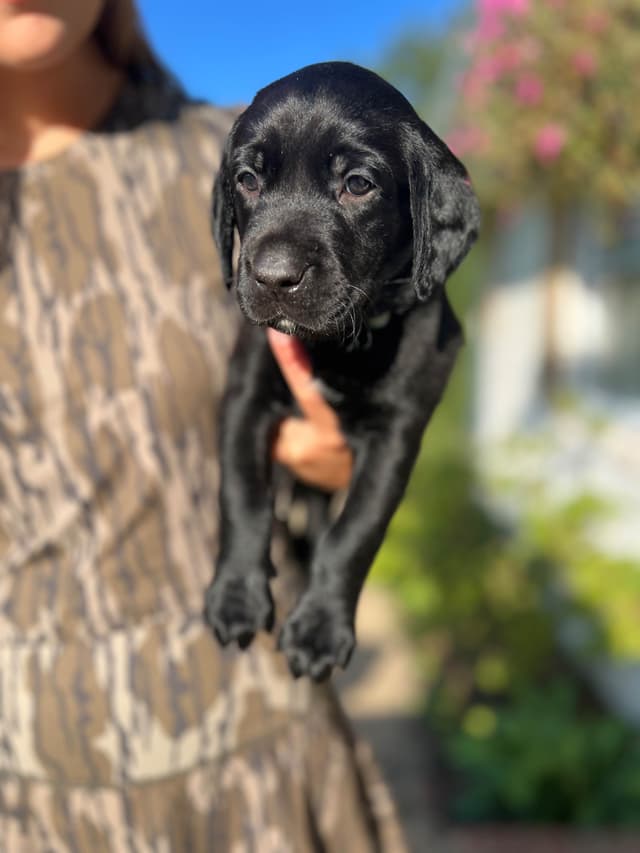 Labrador Retriever Puppies media 8