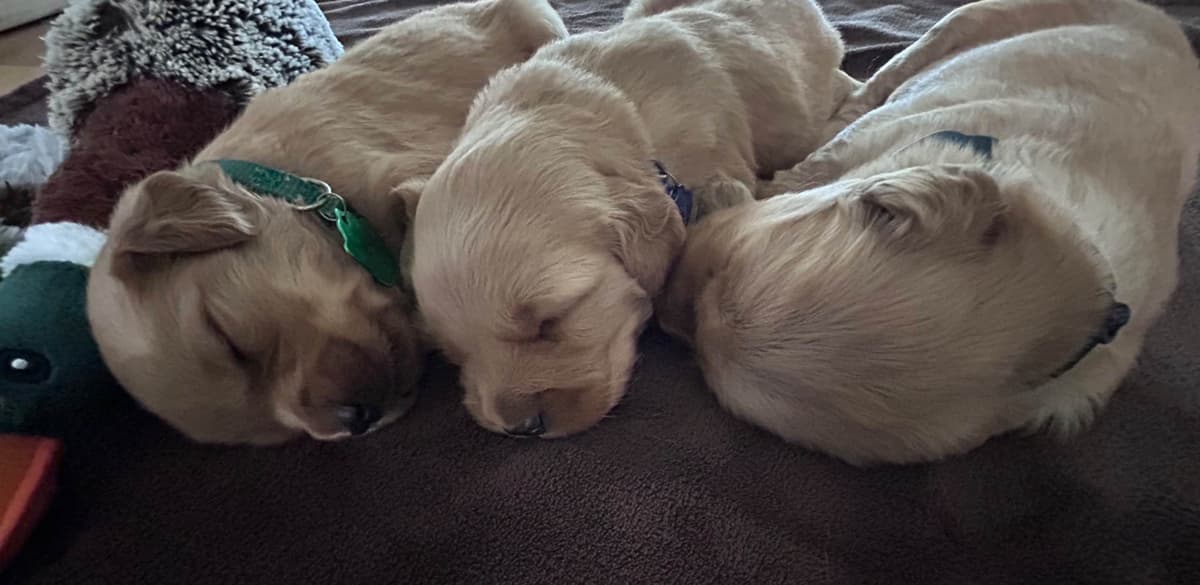 Golden Retriever Puppies breeder image 3