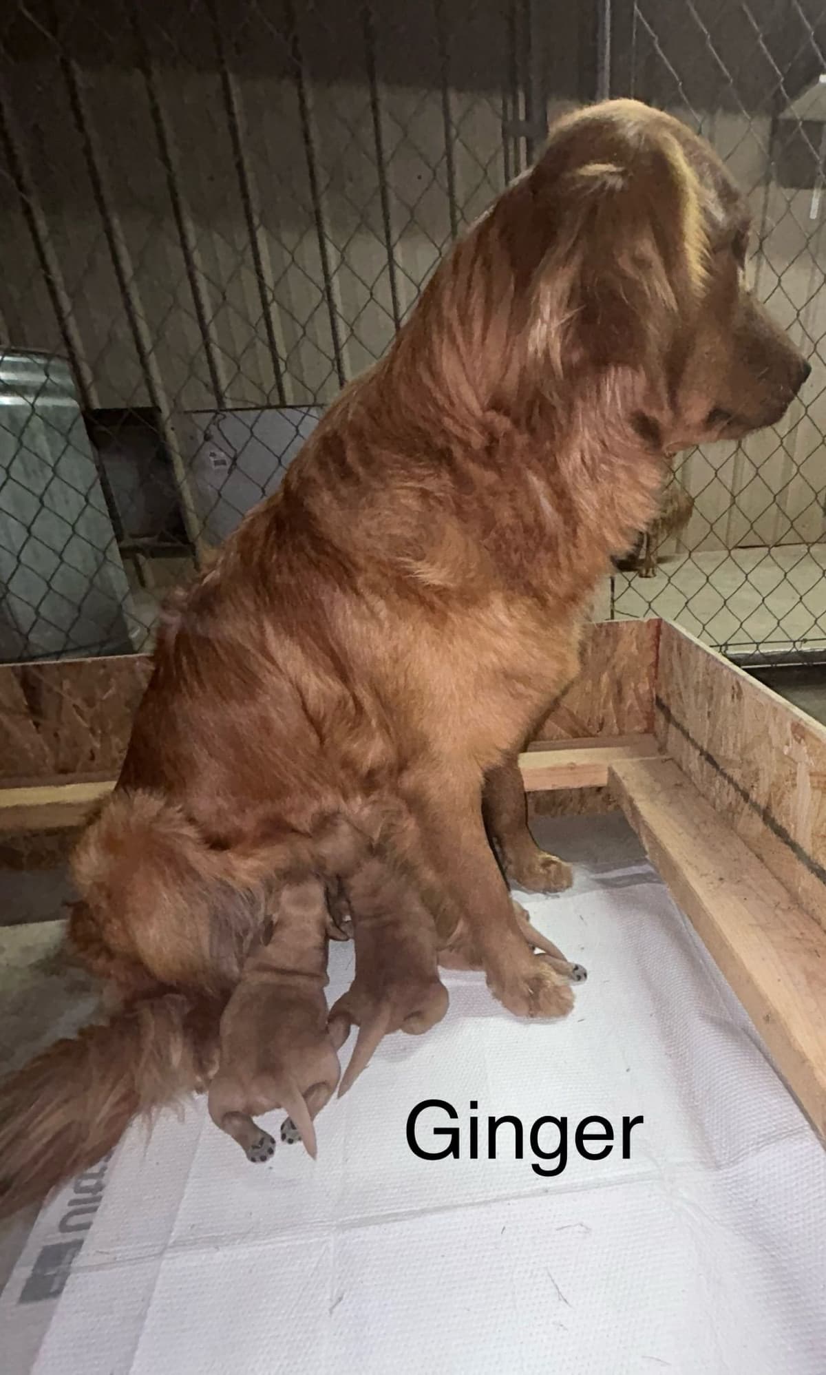 Golden Retriever Puppies breeder image 4