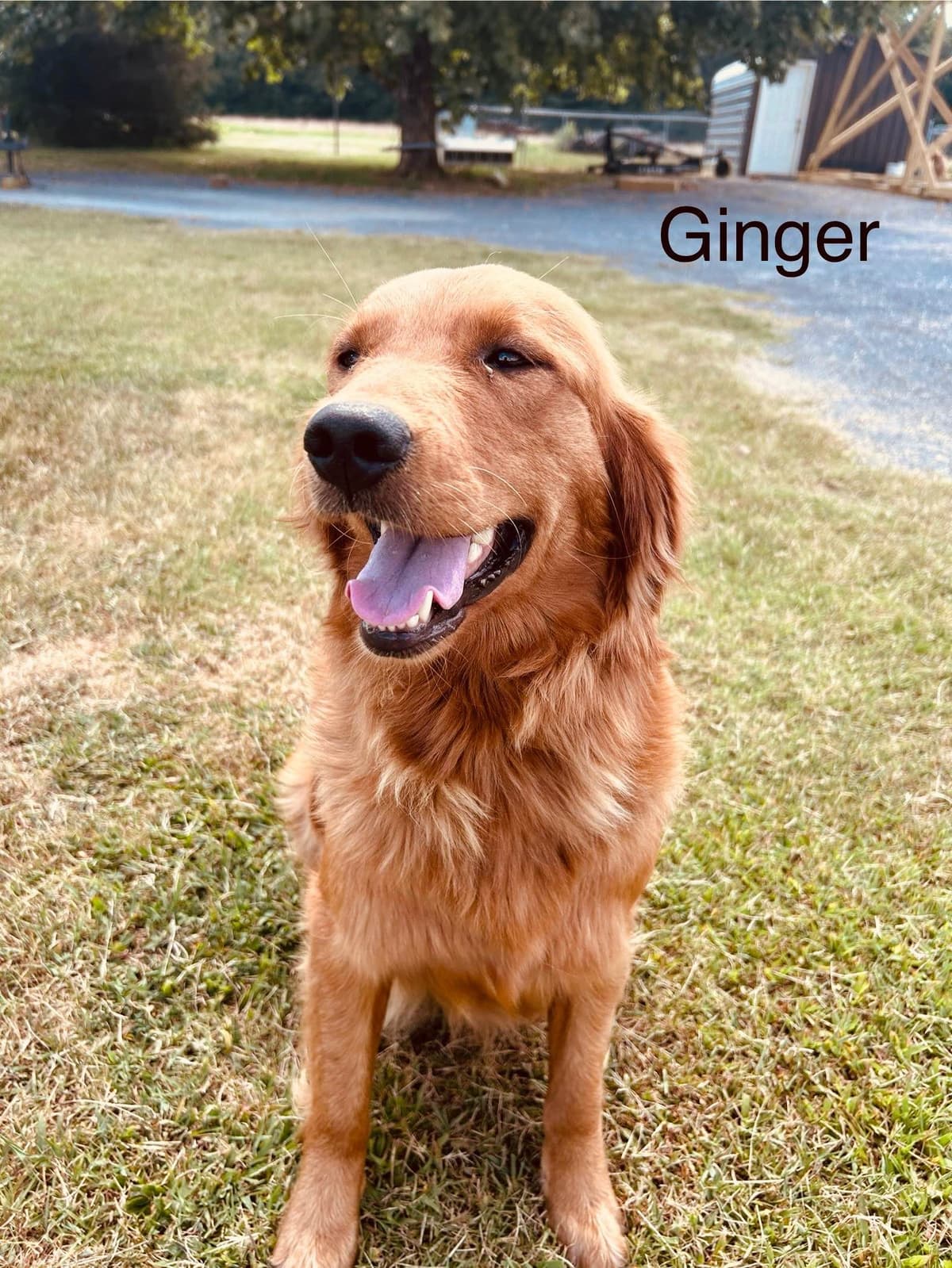 Golden Retriever Puppies breeder image 6