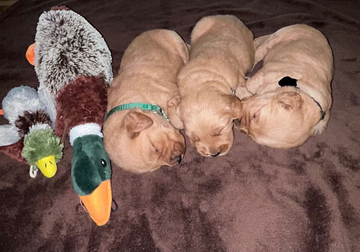 Golden Retriever Puppies breeder image 5