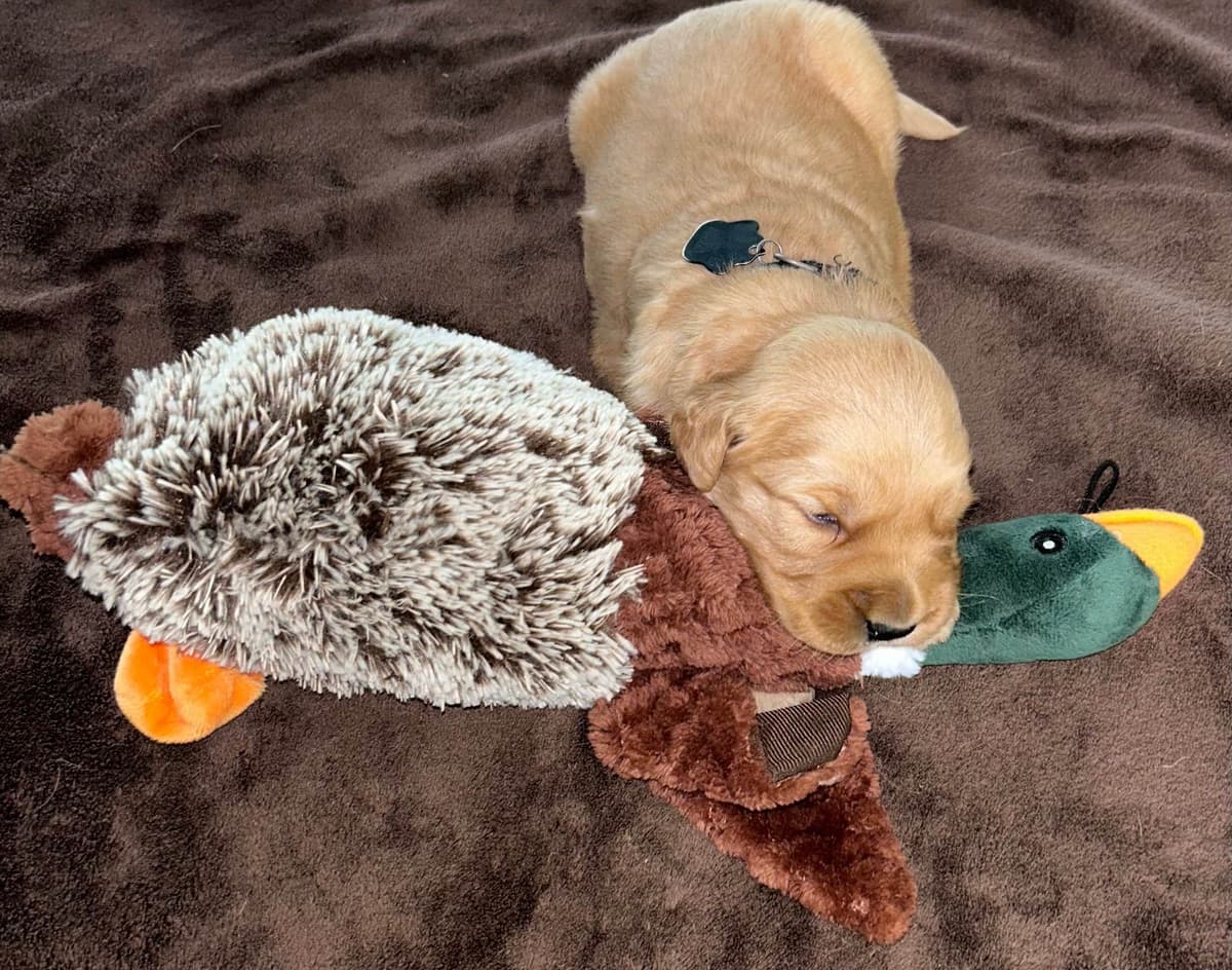 Golden Retriever Puppies breeder image 7