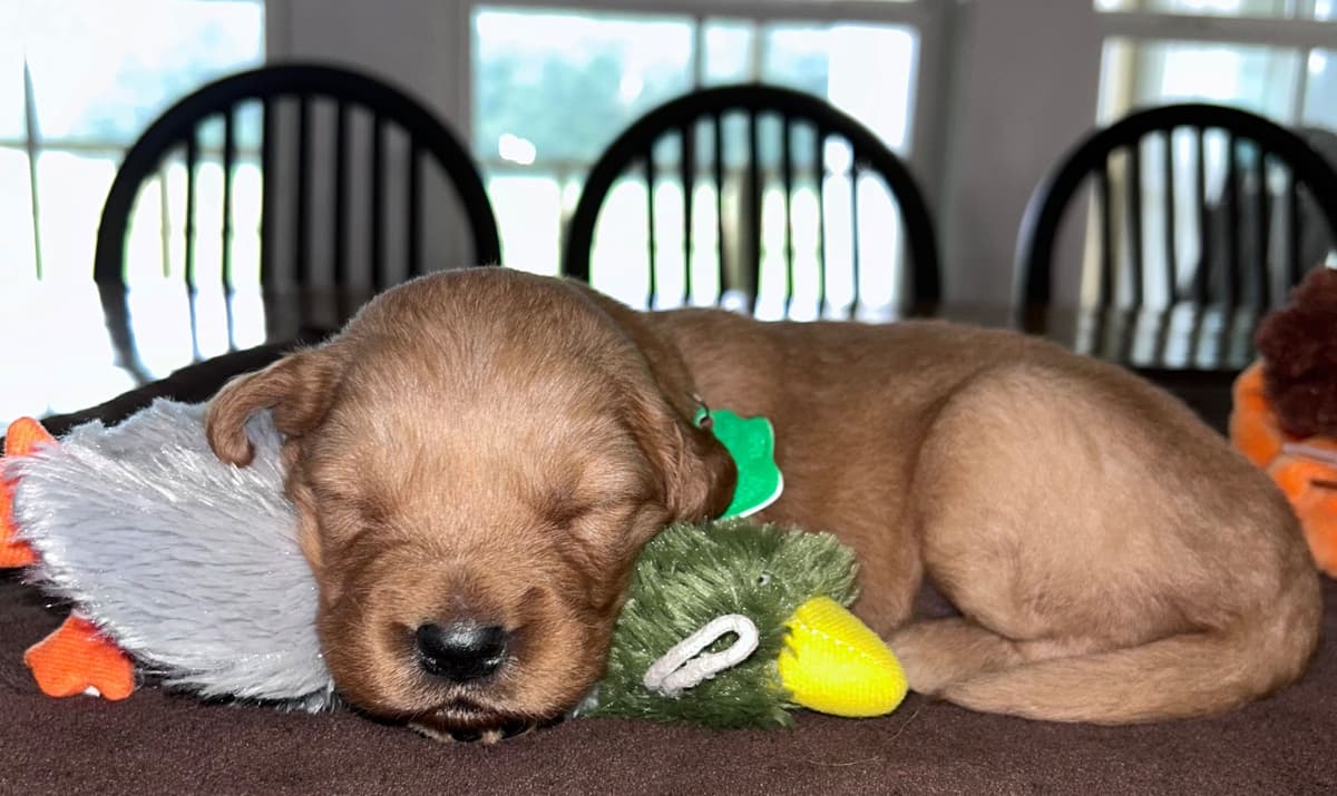 Golden Retriever Puppies breeder image 8