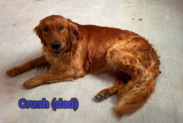 Golden Retriever Puppies media 4