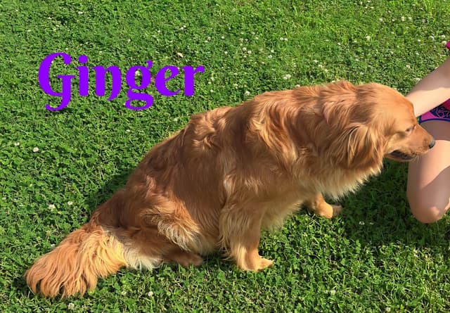 Golden Retriever Puppies media 6