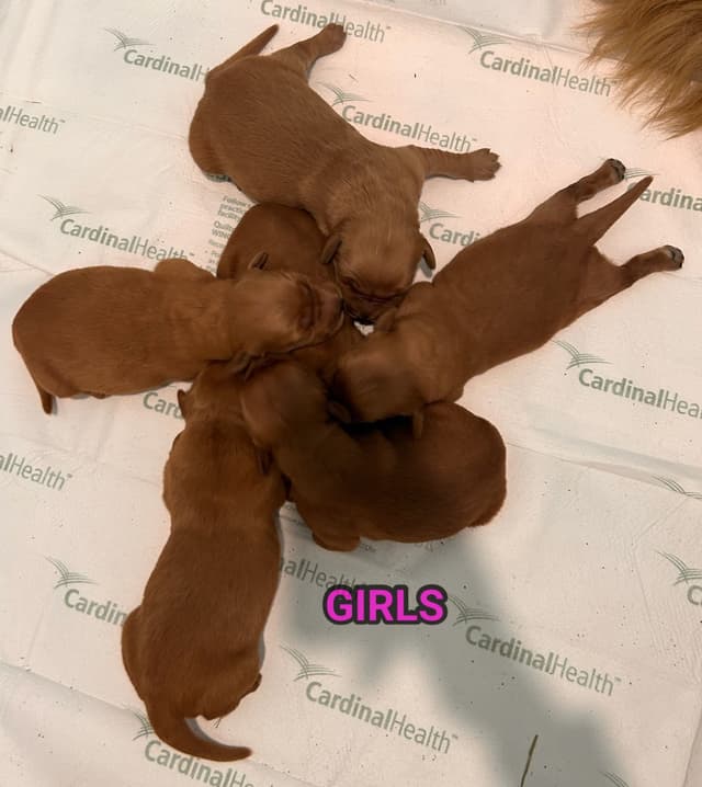 Golden Retriever Puppies media 5