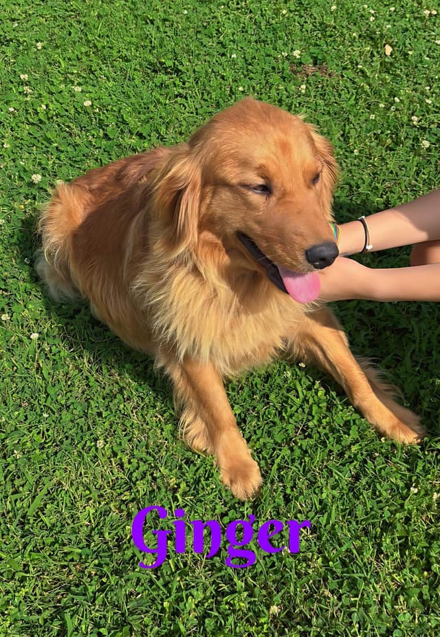 Golden Retriever Puppies media 9