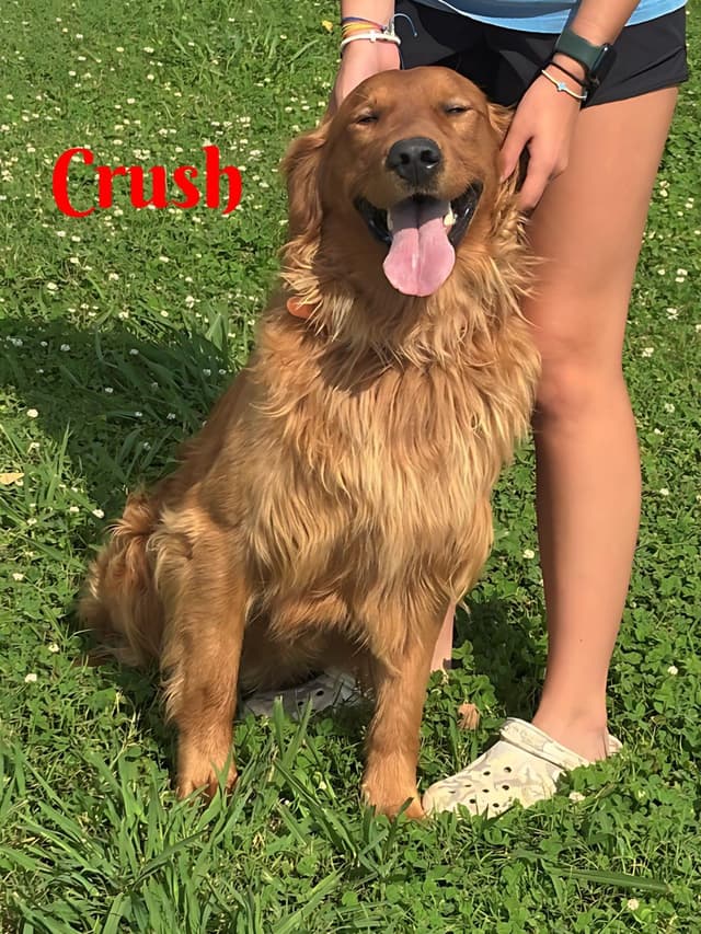 Golden Retriever Puppies media 7