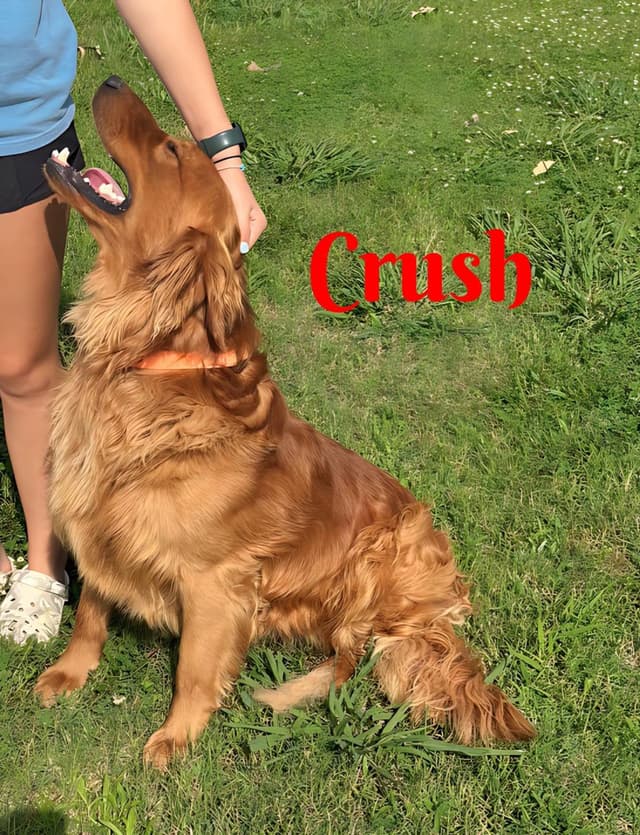 Golden Retriever Puppies media 11