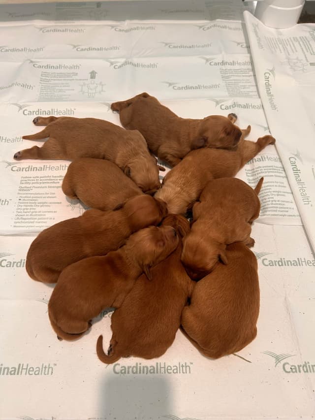 Golden Retriever Puppies media 14