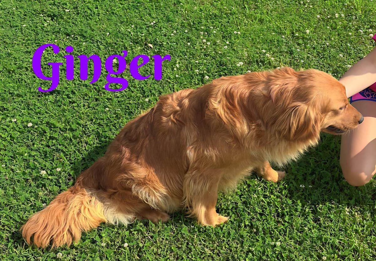 Golden Retriever Puppies breeder image 9