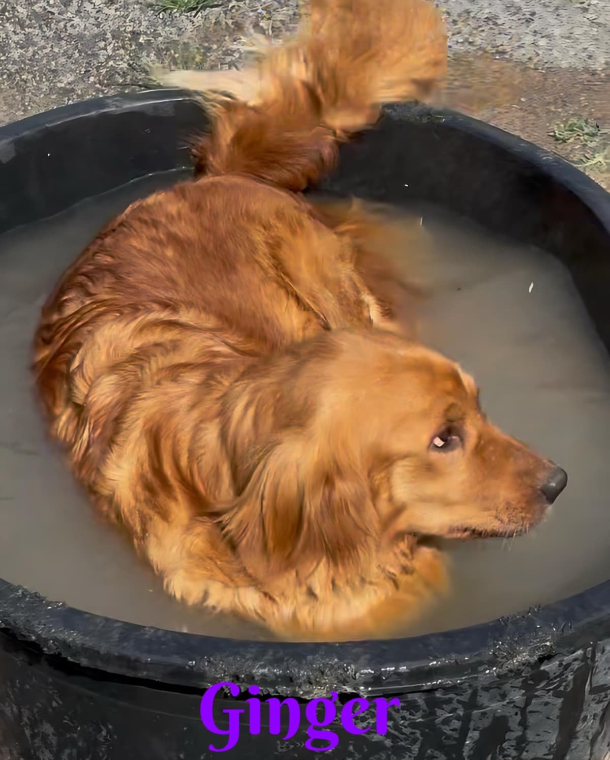 Golden Retriever Puppies breeder image 10