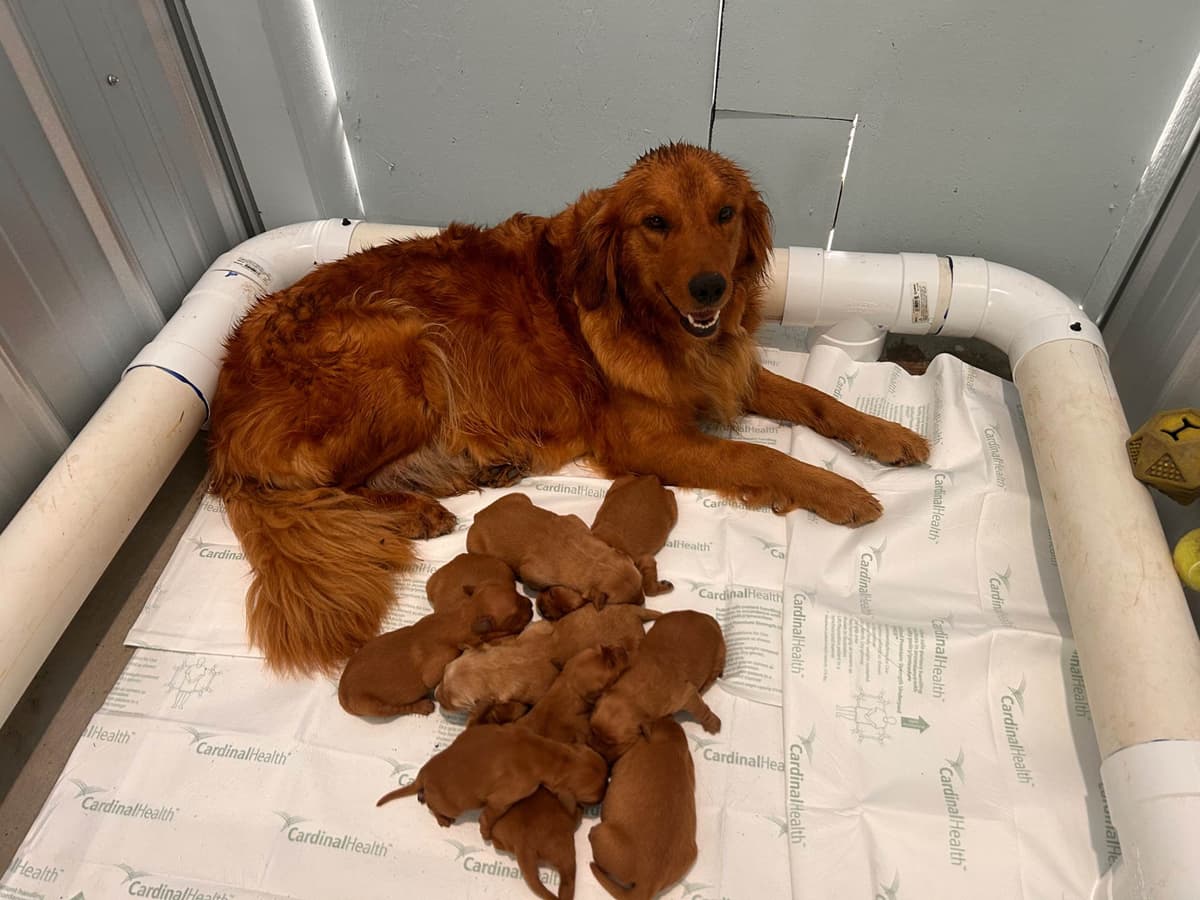 Golden Retriever Puppies breeder image 15