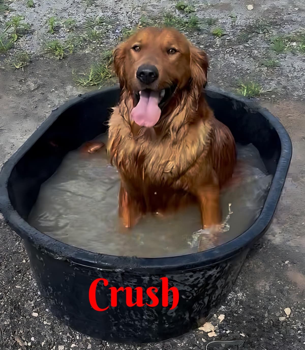 Golden Retriever Puppies breeder image 16