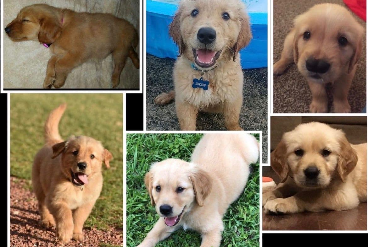 Golden Retriever Puppies breeder image 1