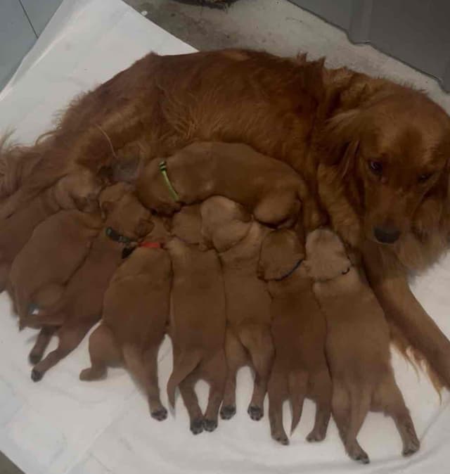 Golden Retriever Puppies media 13