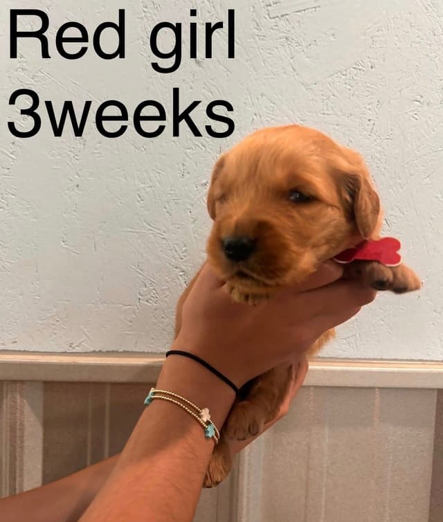 Golden Retriever Puppies media 2