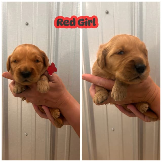 Golden Retriever Puppies media 3