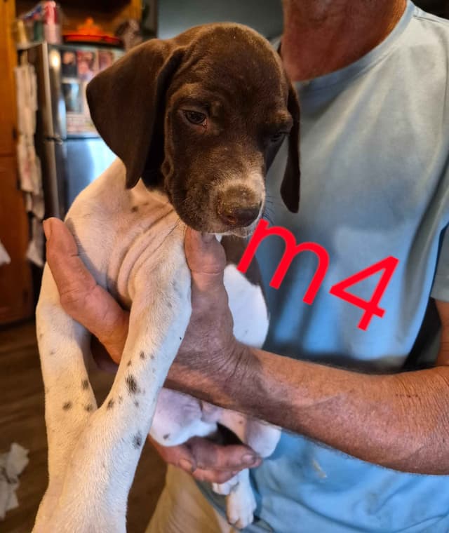 German Shorthaired Pointer Puppies - READY NOW FOR NEW HOMES!!!!! media 3