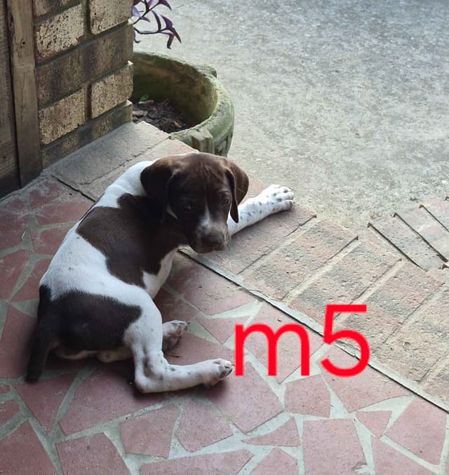 German Shorthaired Pointer Puppies - READY NOW FOR NEW HOMES!!!!! media 4