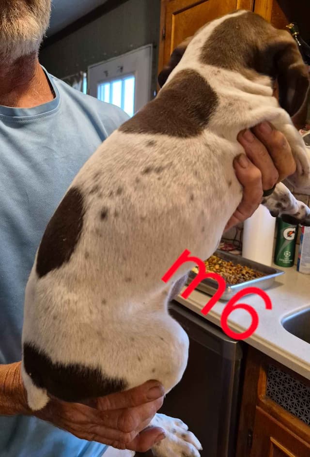 German Shorthaired Pointer Puppies - READY NOW FOR NEW HOMES!!!!! media 6